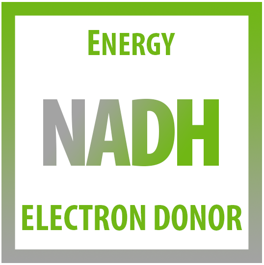 NADH IV Therapy